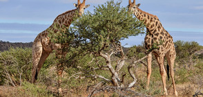 Жирафите предпочитат да се хранят с компания