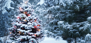 ПРОГНОЗА ЗА ДЕКЕМВРИ: Ще има ли сняг за Коледа?