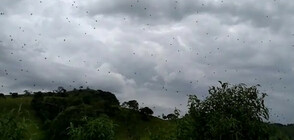 Над Бразилия "валяха" паяци (ВИДЕО+СНИМКИ)