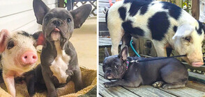 ПРЕДИ И СЕГА: Снимки на животни, които са израснали заедно (ГАЛЕРИЯ)