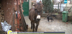 Обезмагаряването на България: Къде отиде доброто старо магаре?