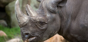 Момиченце падна в клетката на носорозите и по чудо оживя