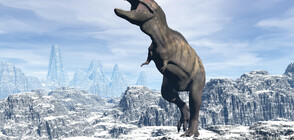На Антарктида: Откриха останки от сродник на динозаврите