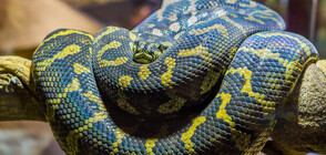 Хванаха змията, избягала от зоомагазин в мол в Пловдив