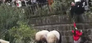 Спасиха момиченце, паднало в огражденията на пандите в резерват в Китай (ВИДЕО)