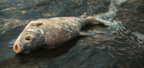 Тонове мъртва риба по бреговете на Чили