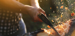 Незаконна сеч на 36 дървета от бял бор разкриха в Смолянско