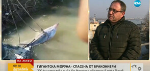 Ще бъдат ли наказани бракониерите, които хванаха 200-килограмова моруна?