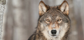 Естонци спасиха вълк от леда, мислейки го за куче (СНИМКИ)