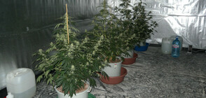 Разкриха модерна оранжерия за канабис под спортна зала