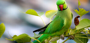 Папагали наркомани щурмуват маковите плантации в Индия
