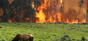 Силен вятър разпалва горски пожари в Испания (ВИДЕО)