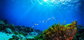 Научната експедиция "Нектън" тръгна от Сейшелските острови