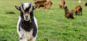 Козата Линкълн стана кмет на американско градче (ВИДЕО+СНИМКИ)