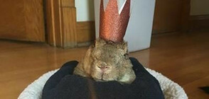 Мик е най-старият заек в света