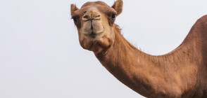 Танцуваща камила на магистрала стана сензация в интернет (ВИДЕО)