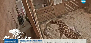 ЗВЕЗДА ОТ ПЪРВИЯ МИГ: Стотици хиляди гледаха на живо раждането на жирафче (ВИДЕО)