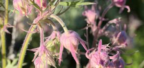 Билката, с която баба Ванга е помогнала на стотици хора да отслабнат (ВИДЕО)