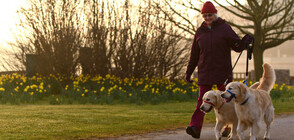 Лабрадор ретривърите са любимата порода кучета в САЩ