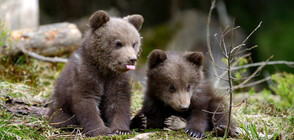 Първа пролетна разходка за три мечета (ВИДЕО)