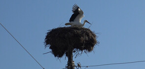 Правят музей на щъркела в Белозем