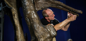 Открит в Канада тиранозавър е най-големият в света