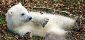 Полярно мече стана сензация в берлинската зоологическа градина (СНИМКИ+ВИДЕО)