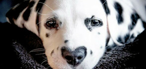 Уайли – кучето със сърце на носа, в което ще се влюбите (ГАЛЕРИЯ)