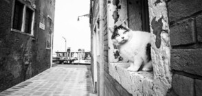 Италия – страната на уличните котки (ГАЛЕРИЯ)