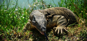 Гущери гмурци използват мехури въздух, за да останат под водата (ВИДЕО)