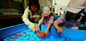 „Без багаж" на „лов на златни рибки” в Япония