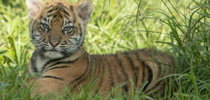 Зоопарк в Сидни представи тигърчета от застрашен вид (СНИМКИ)