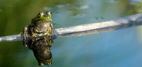 Откриха пет нови вида жаби в Мадагаскар