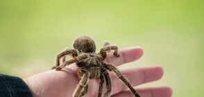 Митничари откриха 757 тарантули в колет