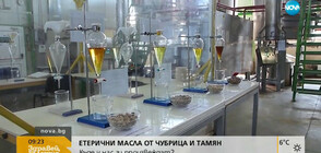 Успешна компания произвежда етерични масла от чубрица и тамян в Добрич