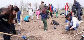 Стартира засаждането на Новата гора на столицата