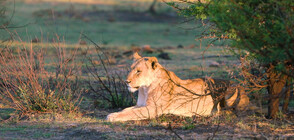 „Без багаж" на пешеходно сафари сред лъвове и носорози в Южна Африка