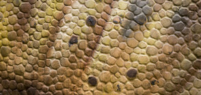 Геолози откриха добре запазени отпечатъци от динозавърска кожа