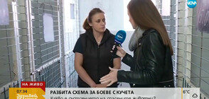 РАЗБИТА СХЕМА ЗА БОЕВЕ С КУЧЕТА: Какво е състоянието на спасените животни? (ВИДЕО+СНИМКИ)