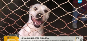 Няма повдигнати обвинения за незаконните боеве с кучета край Самоков