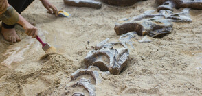 Японски учени откриха останки от нов вид динозавър (СНИМКИ)