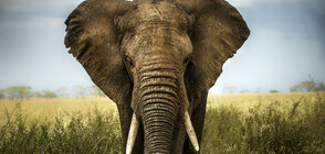 Слон уби петима души за една нощ