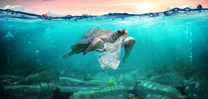 ООН: До 2050 г. в моретата ще има повече пластмаса от риби