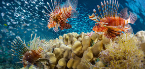 Риби, които изглеждат нереални (ГАЛЕРИЯ)