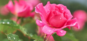 Празникът на розата в Казанлък ще продължи цяла седмица (ВИДЕО)