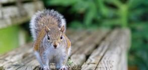 Котка осинови осиротели катерички (ВИДЕО+СНИМКИ)