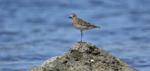 Зоолози откриха два нови вида птици в Индонезия