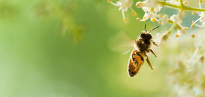 Масово отравяне на пчели след пръскане с химикали