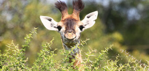 Бебе жираф се роди в лондонски зоопарк (ВИДЕО)