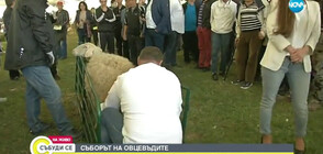 Национален събор на овцевъдите в България (ВИДЕО)